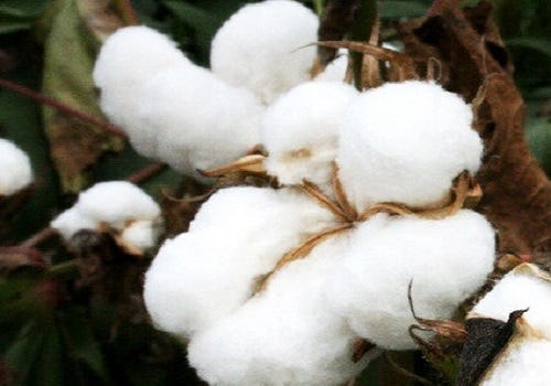Maharashtra procures 44 lakh quintals of cotton at MSP, assures continued support