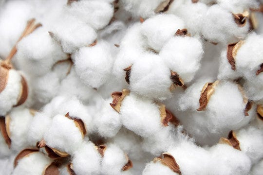India’s cotton imports increase, highlighting productivity concerns
