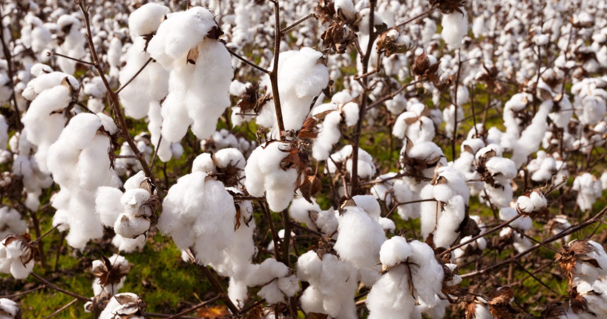 Brazil’s cotton prices increase to one-year high amid strong global demand