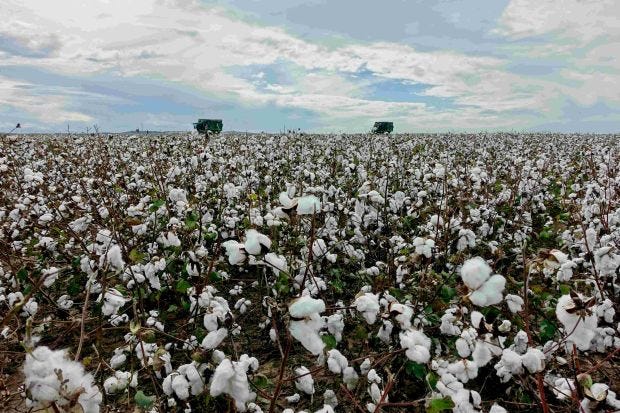 Pyratex launches Spain-grown cotton supply chain for sustainable textiles