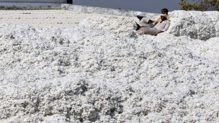 Global cotton market faces bearish outlook on higher output, weak demand