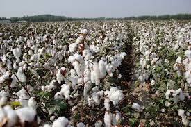 Turkmenistan’s cotton planting season takes off
