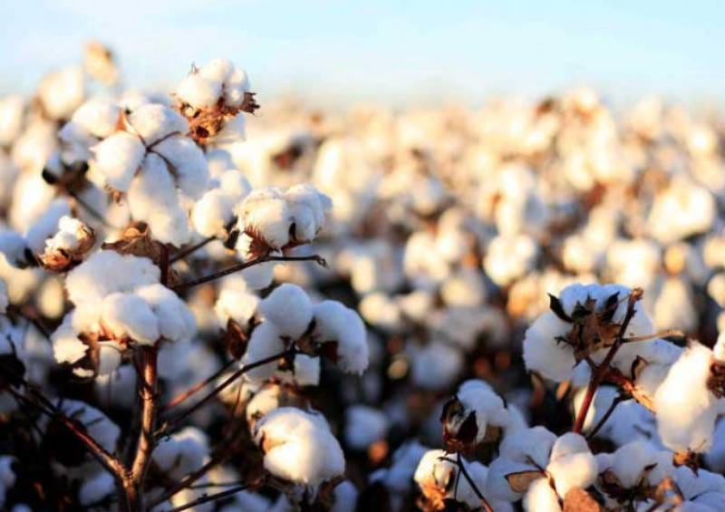 Uzbekistan cotton goes green with BCI certification