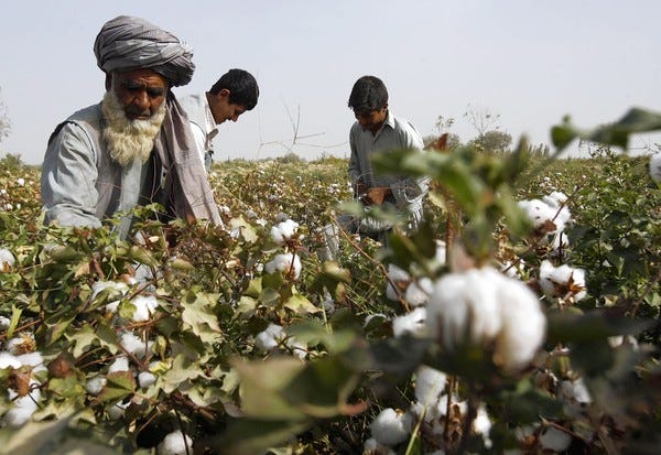 Afghanistan's cotton export to Pakistan and China hits 15,000 tons
