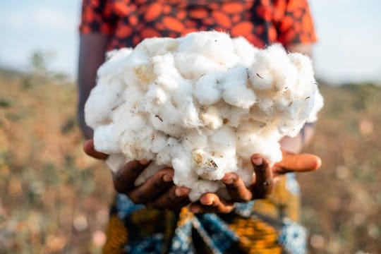 Aid by Trade Foundation, ICAC, and Bizpando partner to advance carbon credits in cotton farming