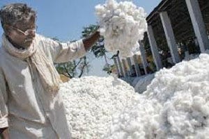 Andhra Pradesh's Saluru market to open cotton procurement centre for fair prices