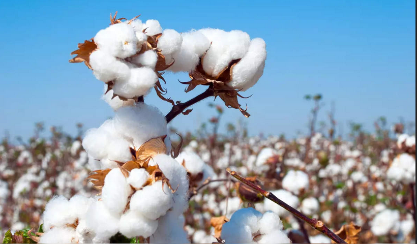 Cotton production in India drops to 295 lakh bales, imports to rise