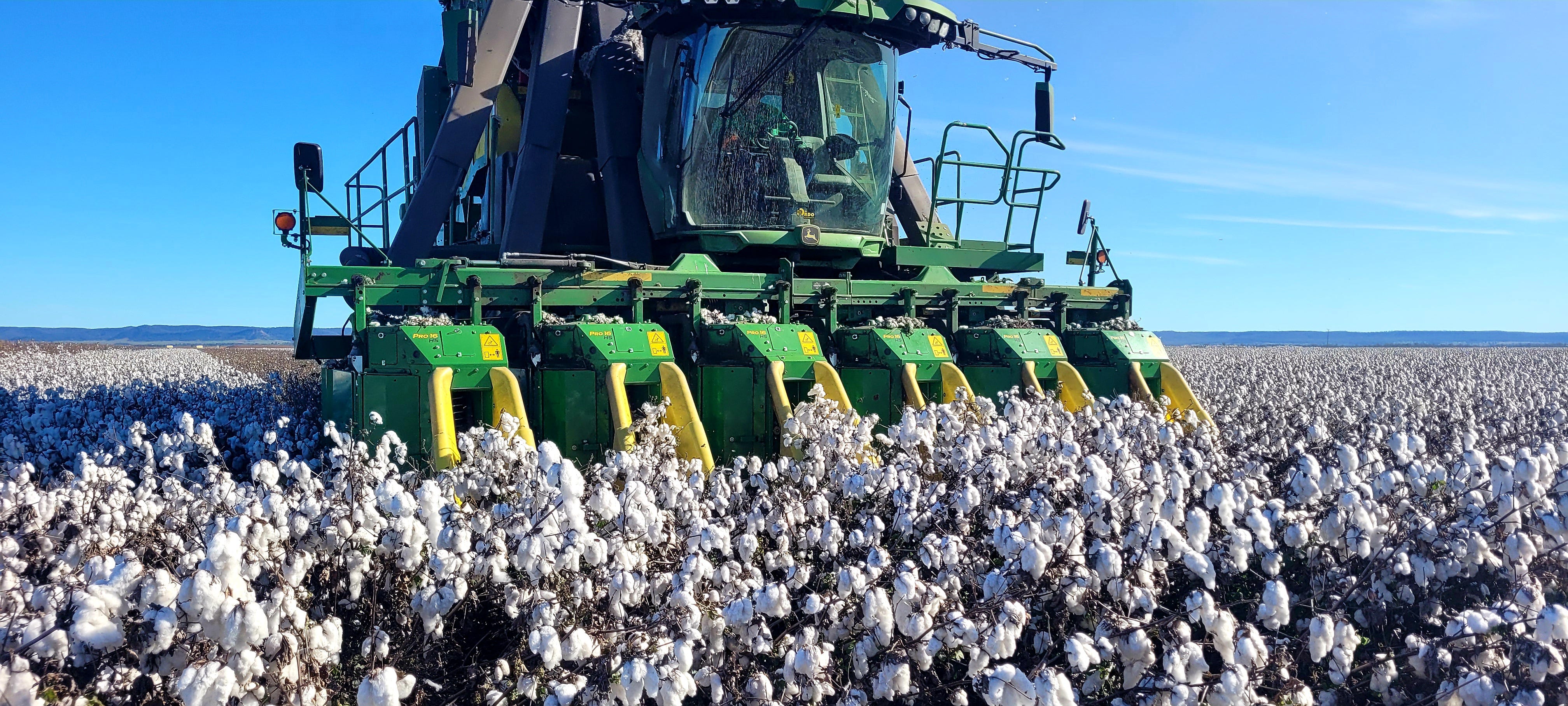 Australia projects $7.2 bn cotton lint market by 2035 as consumption rises