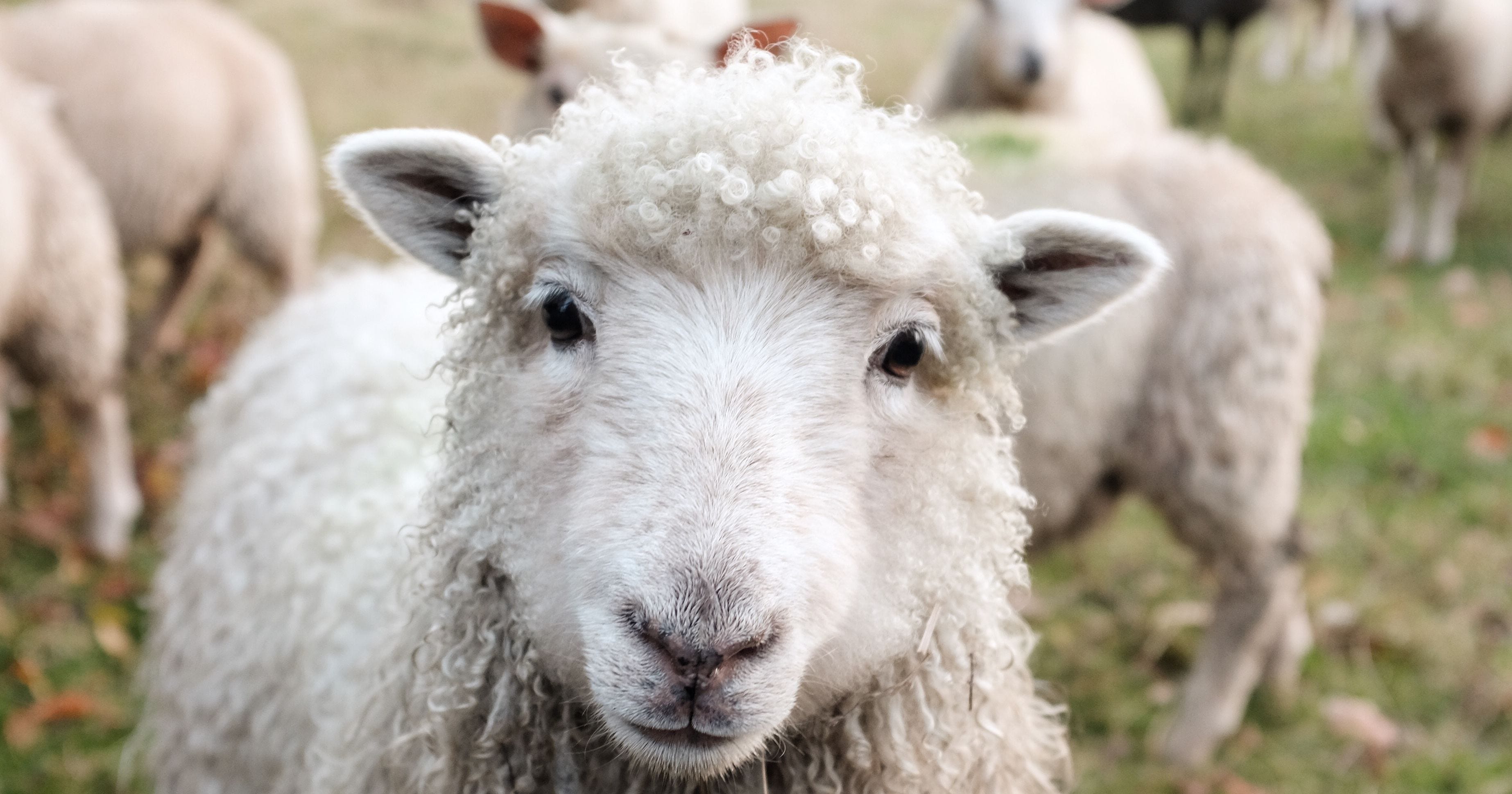 Australian wool exports face headwinds