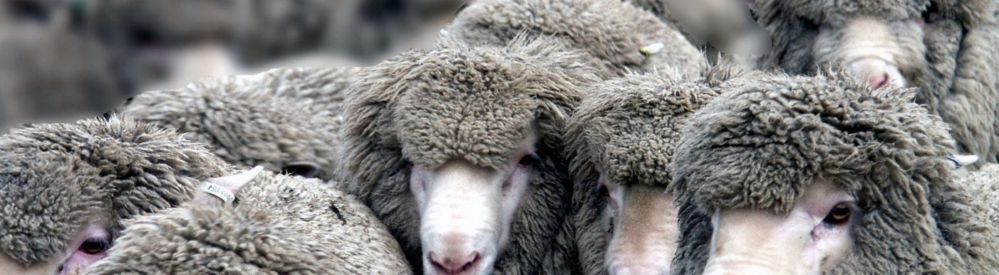 Australian wool production dips as fine microns rise amid dry weather and flock shrinkage