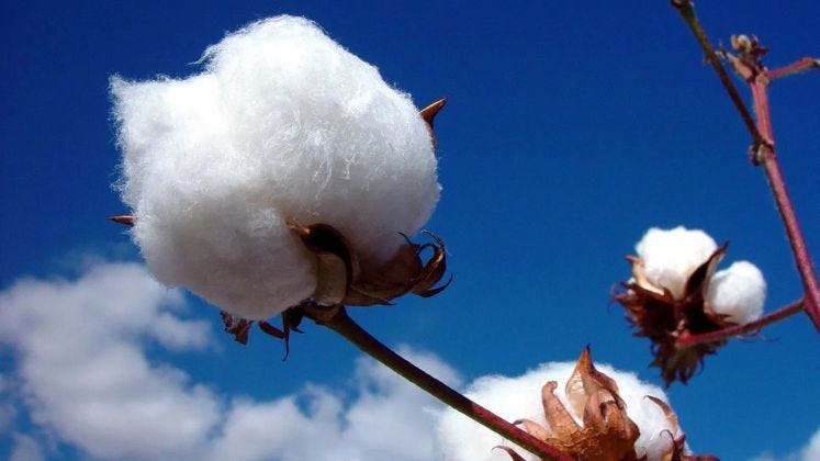 Bangladesh eyes stable cotton supply as trade tensions rise