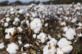 Bangladesh to recognize cotton as agricultural product, boosting domestic production