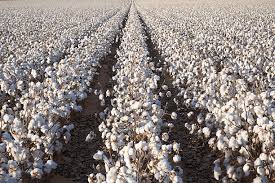 Bathinda, India’s 'Cotton Capital', sees cotton acreage crash to 14,500 hectares in 2024