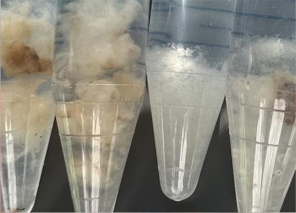 Boston-based startup Galy revolutionizes cotton sector with lab-grown fibers