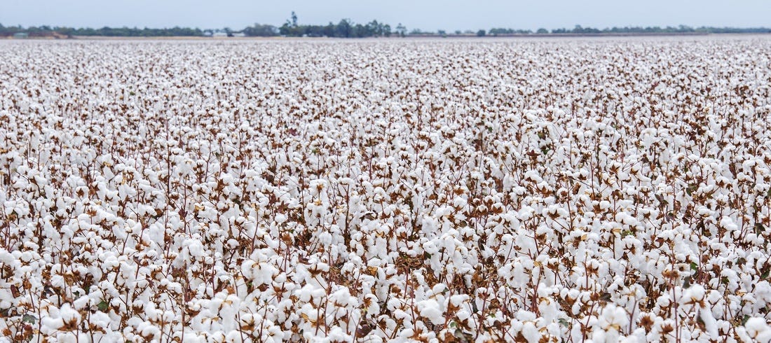 Brazil increases cotton production as demand grows