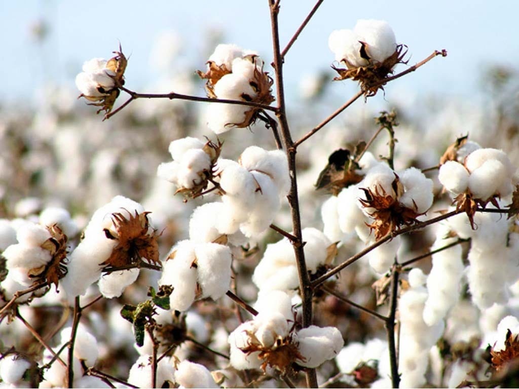 Brazil set to become top cotton exporter.