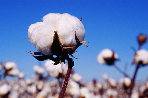 Brazil’s cotton exports rise in February despite price decline