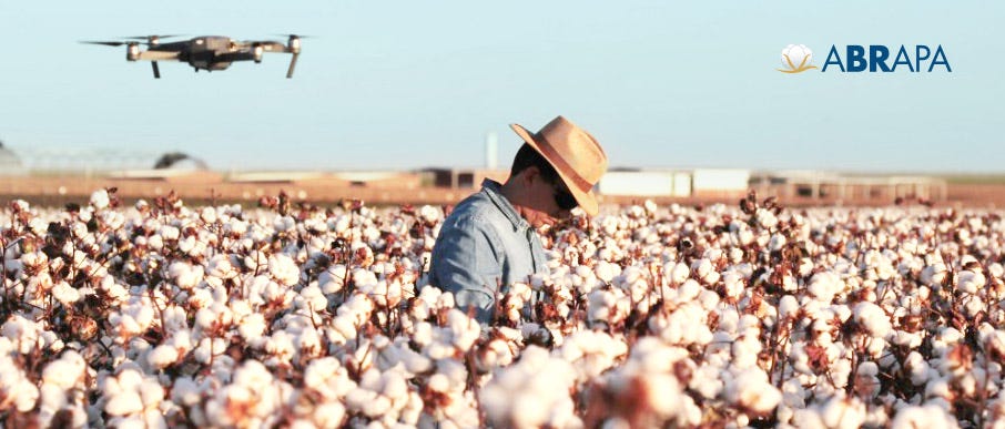 Brazilian cotton prices fall in August with higher supplies.