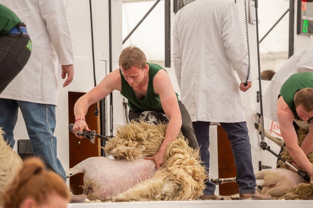 British Wool partners Young Farmers Clubs to boost farmers shearing skills