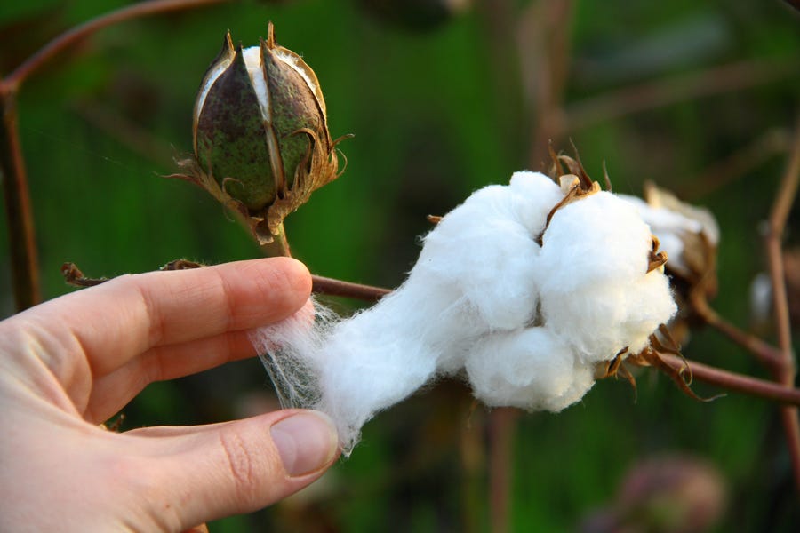India aims to boost textile industry through Bt cotton.
