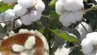 Bt Cotton seed prices up 18.5% in India, fertiliser costs vary