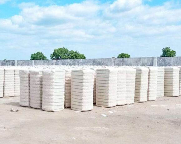 CAI cuts 2024-25 cotton pressing estimate to 295.30 lakh bales
