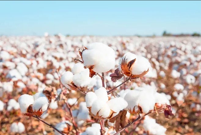 CAI: Maharashtra leads in cotton arrivals, North lags behind.