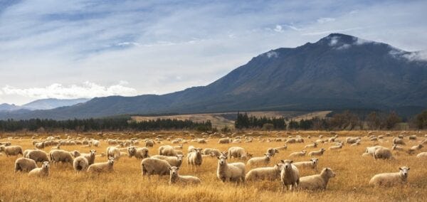 Campaign for Wool New Zealand 2024 Annual Report highlights education, advocacy and promotion