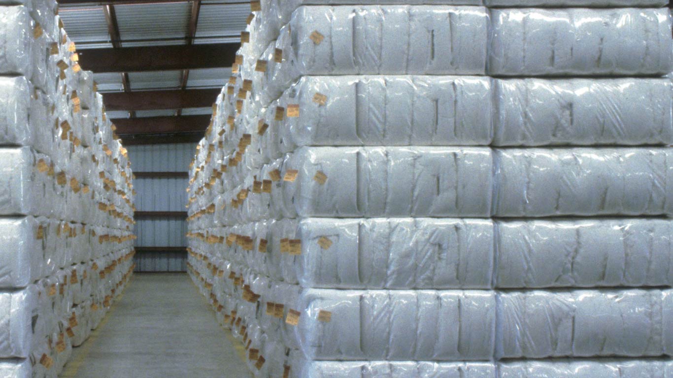 CCI procures 94 lakh bales, but cotton prices stay below MSP