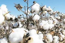 CCI pushes for lower India import duty on US Cotton