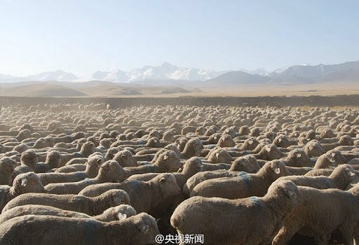 China dominates global sheep flock, faces wool quality challenges