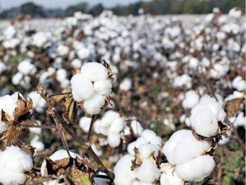 China, Pakistan partner to boost cotton yields through tech amid declining production