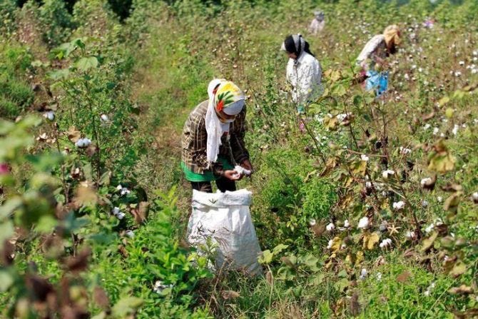 Climate change devastates cotton farmers in Gujarat, Maharashtra: Report