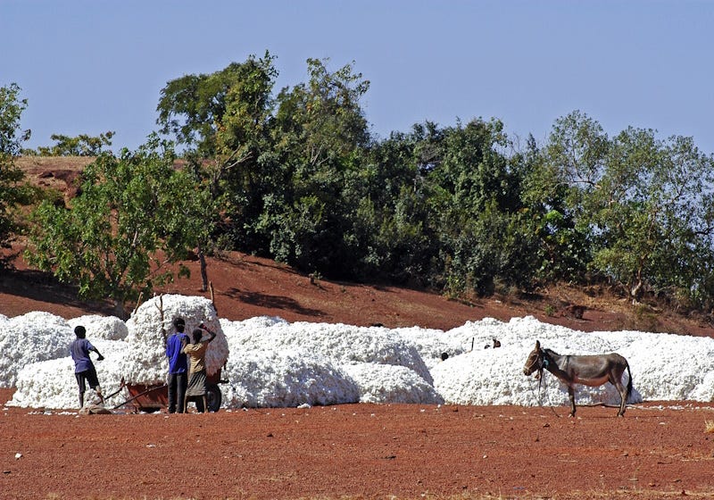 CmiA drives Benin's organic cotton boom, a sustainable success story