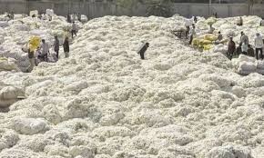 COCPC urges Centre to scrap 11% import duty on cotton amid tight supply in India