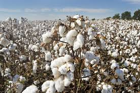 Recycled Polyester Fibers: A fashion revolution from plastic waste