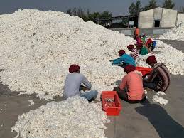 Cotton arrivals in Punjab, Haryana, and Rajasthan halve in first four months of 2024-25 season
