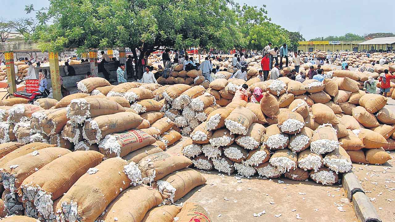 Cotton arrivals reach 5.33 lakh metric tonnes in 2024-25 season