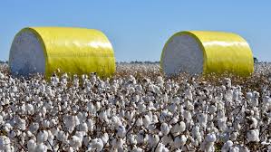 Cotton candy prices in India touch Rs 57,640 as area under cultivation drops