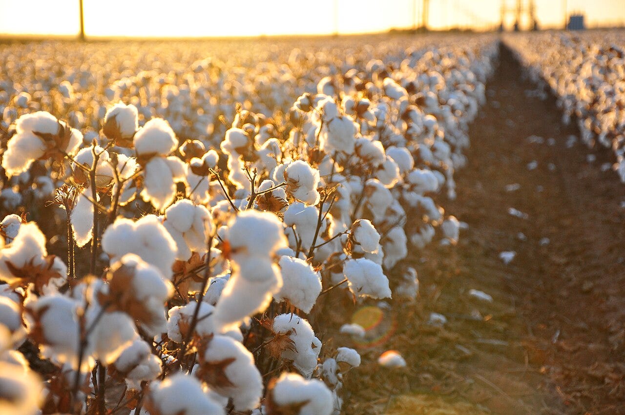 Cotton exports rise as textile industry makes comeback.