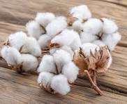 Cotton prices touch Rs 54,370 amid strong CCI procurement outlook
