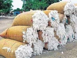 Cotton prices rise in Karaikal after regulated market auction.
