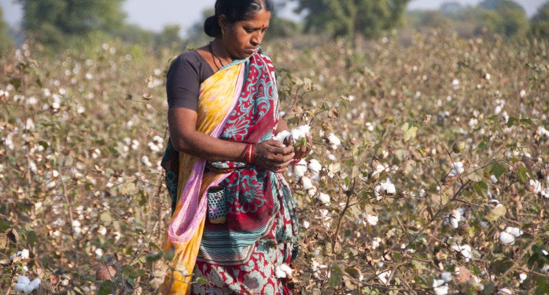 Cotton production in India faces decline