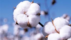 India’s cotton sector struggles under price controls