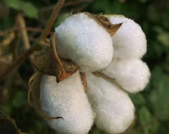 India aims to reclaim ‘White Gold’ glory with revamped Cotton Technology Mission