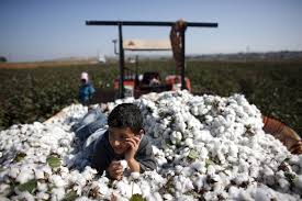 Cottoncandy drops 0.88% to Rs 54,190 as profit booking kicks in amid low crop forecast