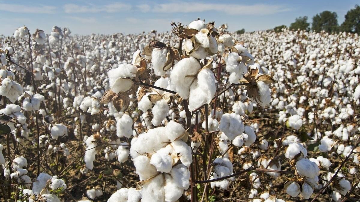 Daily cotton arrivals for March 18, total 81,200 bales: CAI