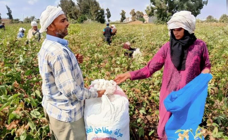 Egypt and UNIDO launch second phase of sustainable cotton project