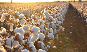 Egypt eyes global cotton leadership, hosts ICAC chief to boost sector growth