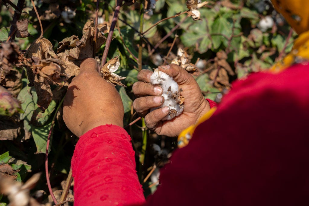 Egypt revamps textile industry, impacting global cotton supply